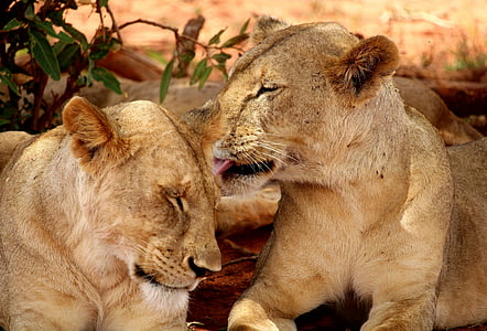 two lioness lying on ground thumbnail