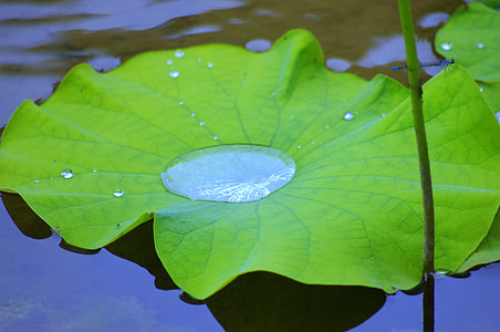 water hyacinth plant with water drop on center thumbnail