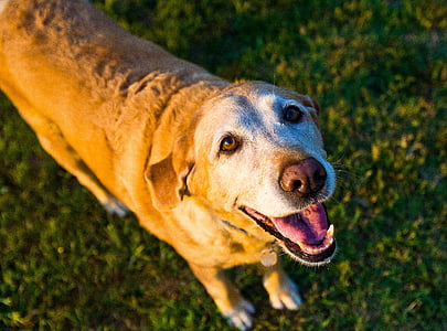 medium tan dog standing on grass field thumbnail