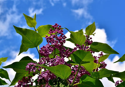 low-angle photography of purple lilac flowers under blue and white sky thumbnail