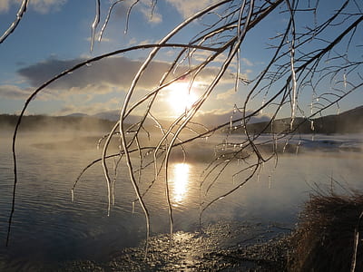 ice-covered tree branch thumbnail