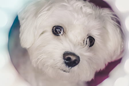 dog, white, pet, canine, face thumbnail