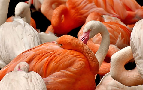 selective focus photography of flock of flamingos thumbnail