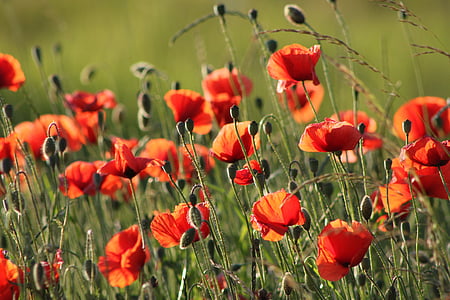 shallow focus photography or red petal flowers thumbnail