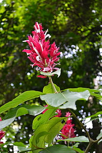 red petaled flowering plant thumbnail