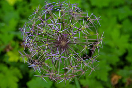 purple-and-green dandelion in selective focus photography thumbnail