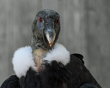 selective focus photography of black vulture thumbnail