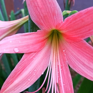 nature, petals, blur, flower thumbnail