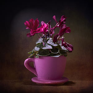 selective focus photography of pink Cyclamen flower arrangement in pot thumbnail