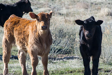 Brown and Black Cattle thumbnail