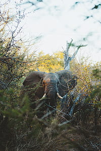 elephant surrounded by grass at daytime thumbnail