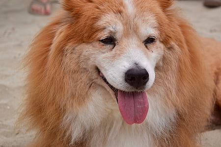 adult orange chow chow mix thumbnail