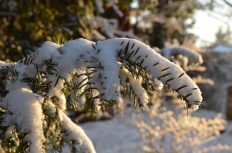 green leafs filled with snow thumbnail