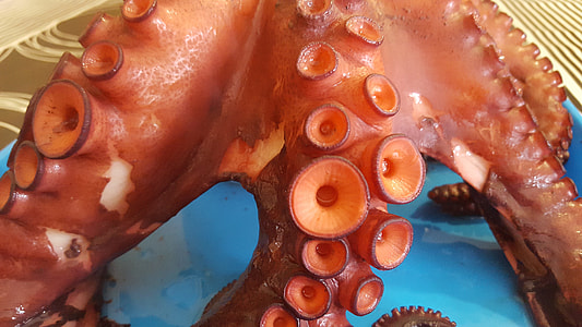 Octopus, Galicia thumbnail