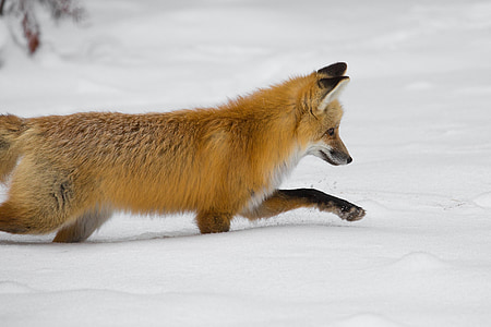 fox walking in snow thumbnail