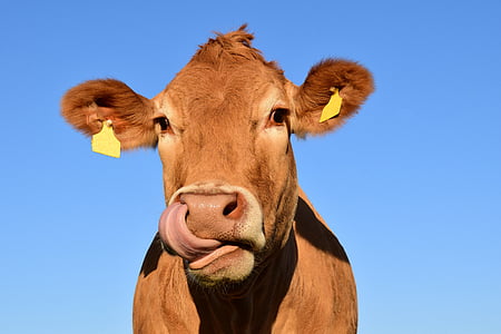 selective photo of brown cow thumbnail