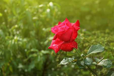 red rose closeup photogra thumbnail