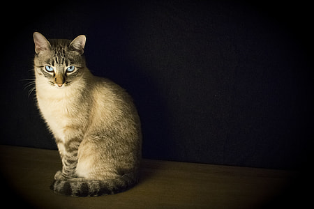 brown tabby cat sitting on wood thumbnail