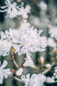 white flowers thumbnail