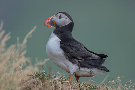 white and black long-beaked bird on brown grass thumbnail