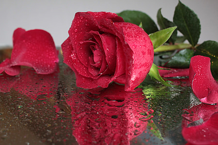 reflection of rose rose flower with water drops on glass thumbnail