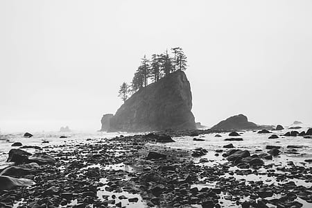 grayscale photo of trees above island thumbnail