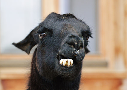 black goat thumbnail