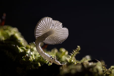 selective focus photography of white mushroom thumbnail