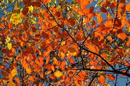 orange leaf tree thumbnail