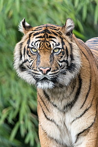 brown and black tiger thumbnail