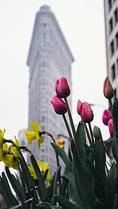 pink tulips flower and yellow petaled flower near building thumbnail