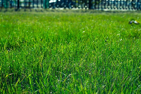 green grass thumbnail