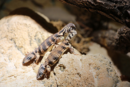 Lizard, Reptile thumbnail