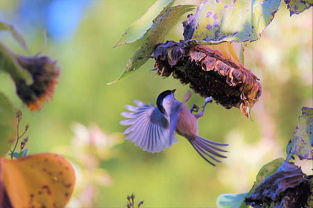 shallow focus photography of white and brown bird on flower thumbnail