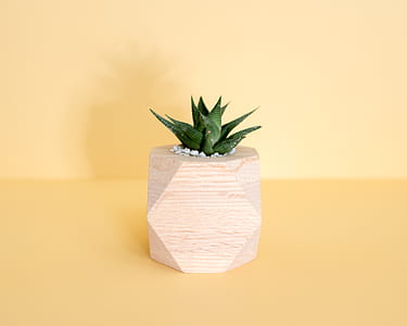 green plant on pot thumbnail