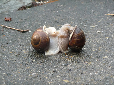 two snails beside each other on surface thumbnail