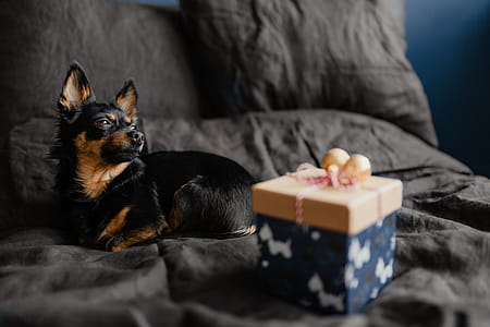 Christmas gifts for a cute little dog thumbnail