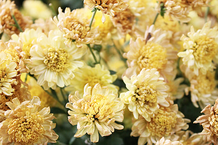 tilt shift lens photography of yellow flowers thumbnail
