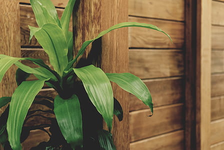 Green Leafed Plant by the Brown Wooden Fence thumbnail
