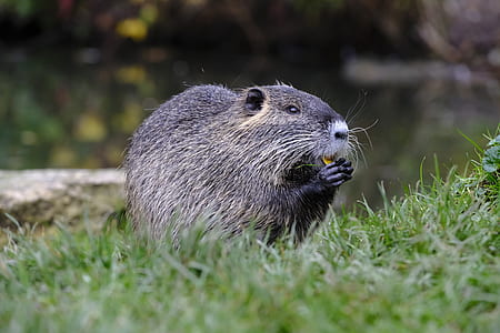 black 4-legged animal eating on green grass beside body of water thumbnail