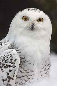 photo of white and gray owl thumbnail