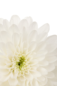 close shot white flower thumbnail