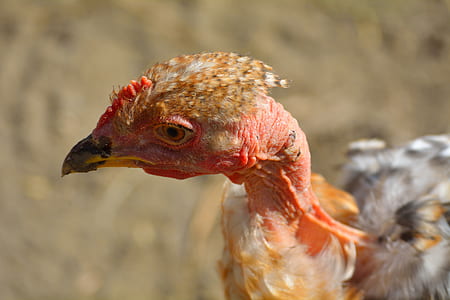 brown and gray chicken thumbnail