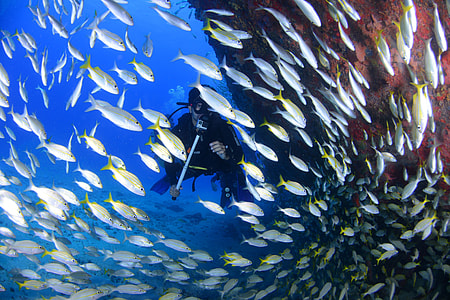 school of white fish thumbnail