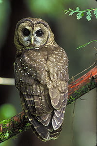 gray and white owl perching on tree branch thumbnail