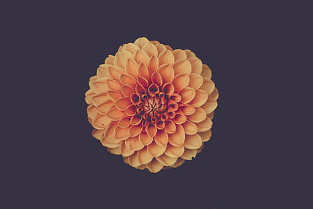 orange chrysanthemum flower in close up photography thumbnail