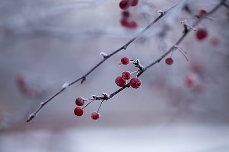shallow focus photography of red cherries thumbnail