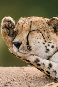 cheetah cub thumbnail