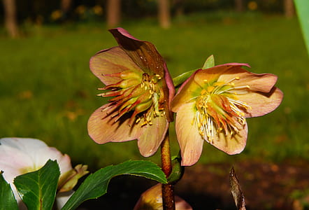 shallow focus photography of brown and yellow flower thumbnail