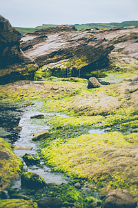 photo of water stream surrounded by moss thumbnail